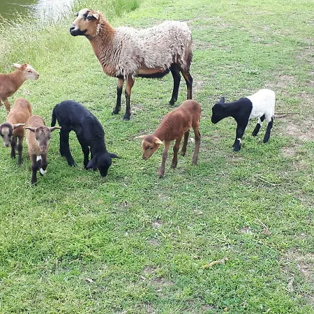 Séjour à la campagne Hof Richert Mellen